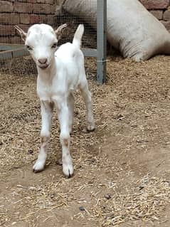 White Taddi/Barbari Goat Babies Available, White Eyes, Supreme Quality