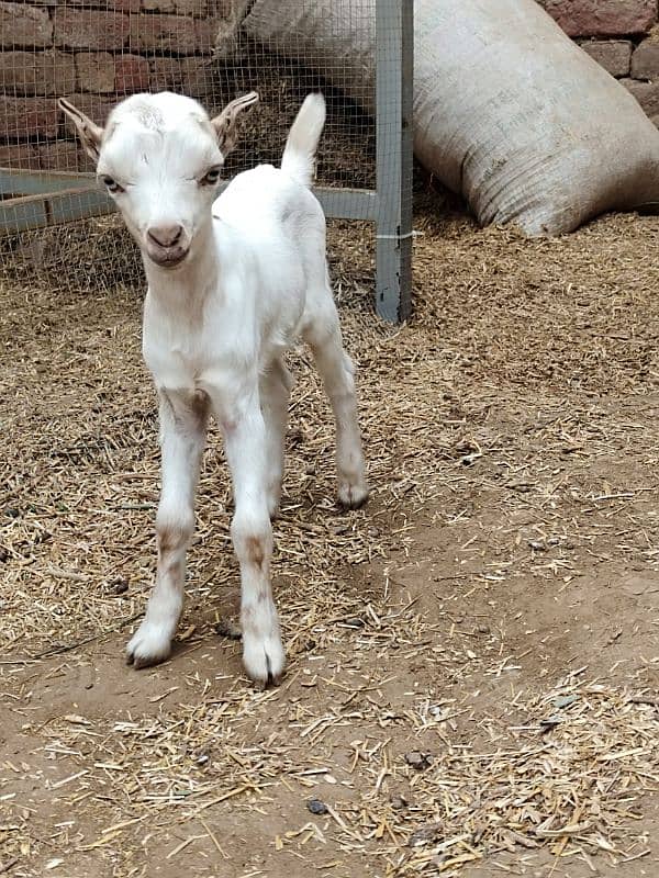 White Taddi/Barbari Goat Babies Available, White Eyes, Supreme Quality 0