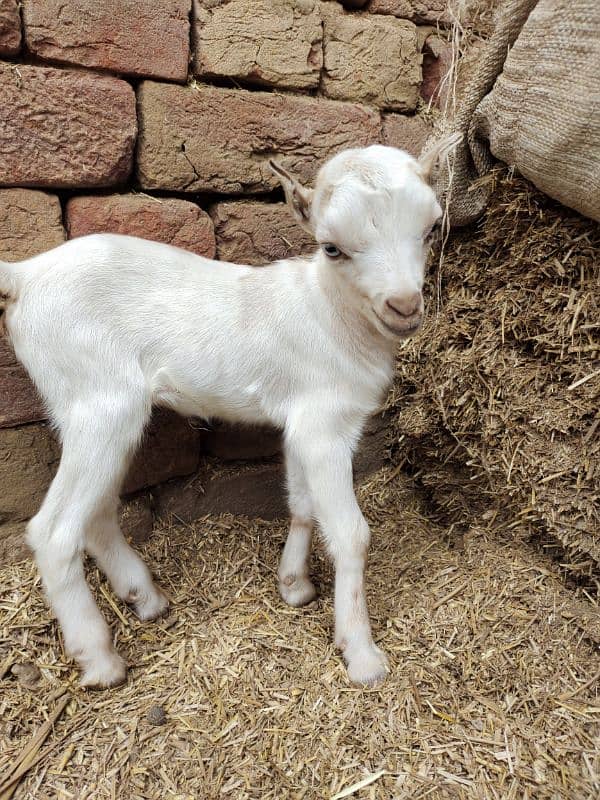 White Taddi/Barbari Goat Babies Available, White Eyes, Supreme Quality 1