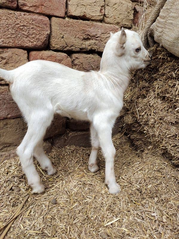 White Taddi/Barbari Goat Babies Available, White Eyes, Supreme Quality 2