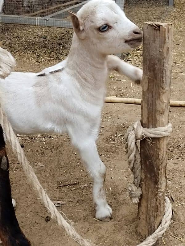 White Taddi/Barbari Goat Babies Available, White Eyes, Supreme Quality 3