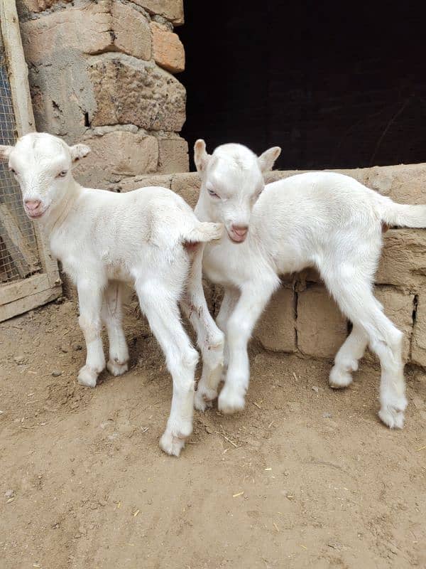 White Taddi/Barbari Goat Babies Available, White Eyes, Supreme Quality 4