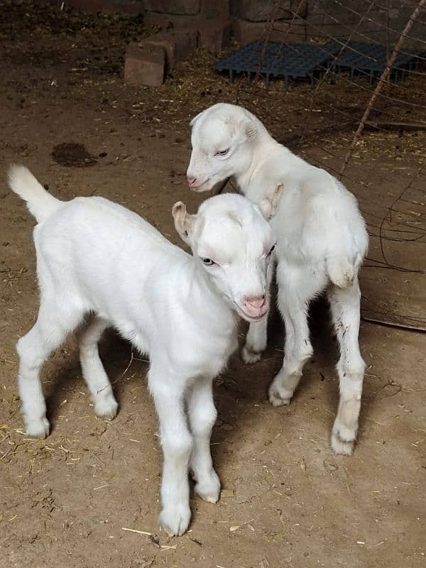 White Taddi/Barbari Goat Babies Available, White Eyes, Supreme Quality 5