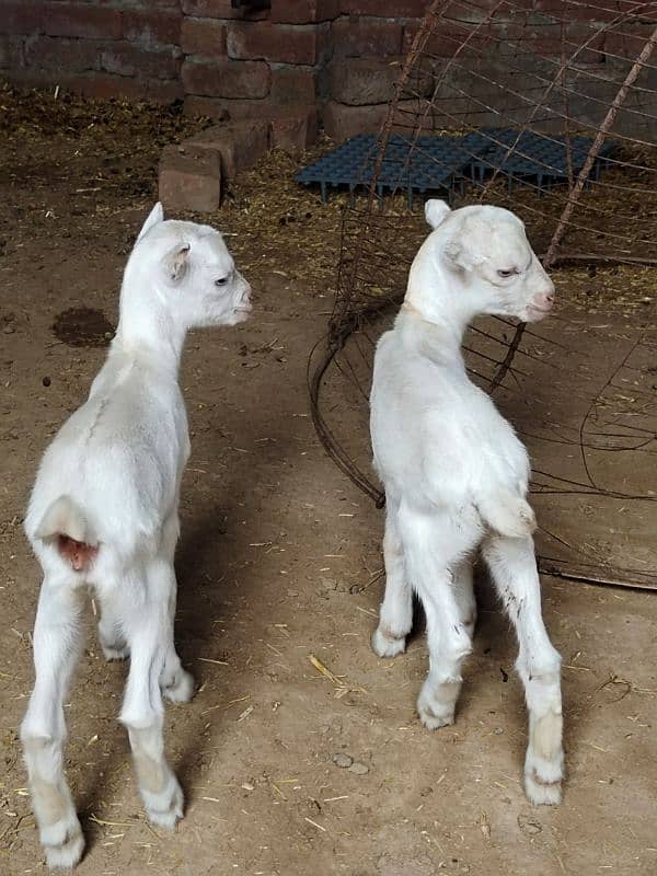 White Taddi/Barbari Goat Babies Available, White Eyes, Supreme Quality 6