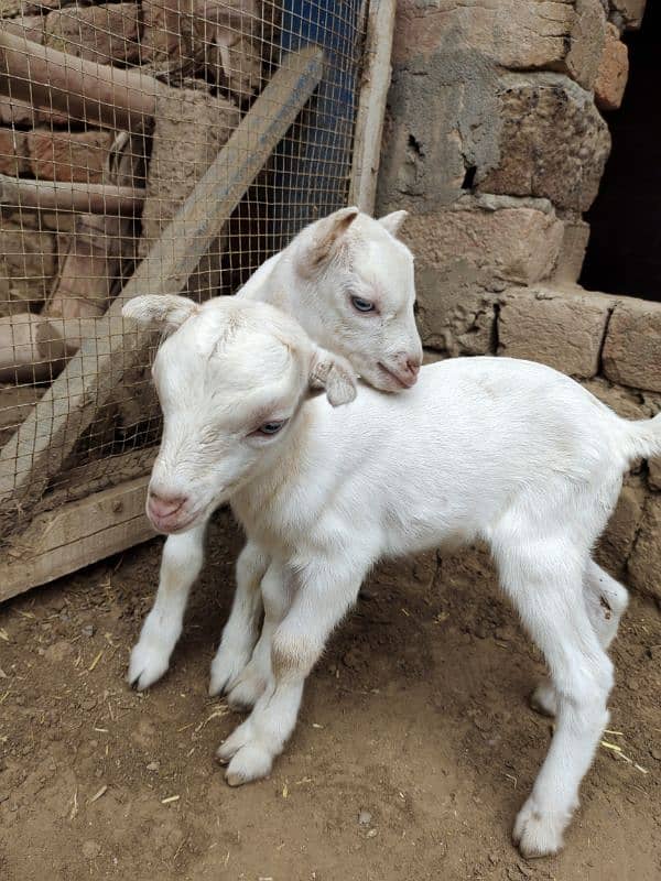 White Taddi/Barbari Goat Babies Available, White Eyes, Supreme Quality 7