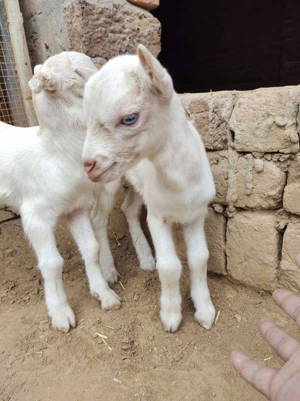 White Taddi/Barbari Goat Babies Available, White Eyes, Supreme Quality 8