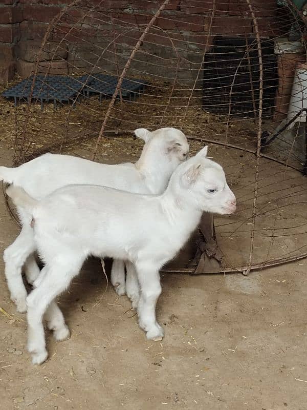 White Taddi/Barbari Goat Babies Available, White Eyes, Supreme Quality 9