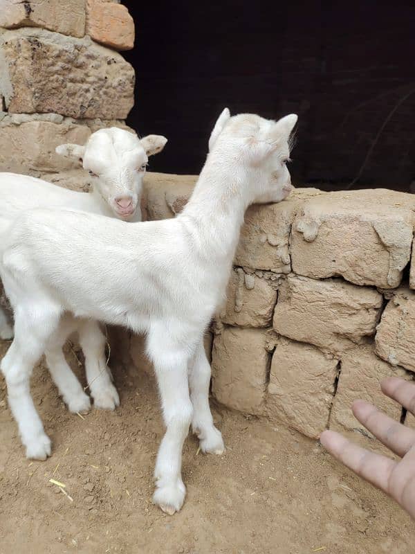 White Taddi/Barbari Goat Babies Available, White Eyes, Supreme Quality 10