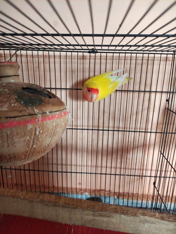 All Cage (Latino & Opaline African) 5