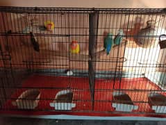 All Cage (Latino & Opaline African)