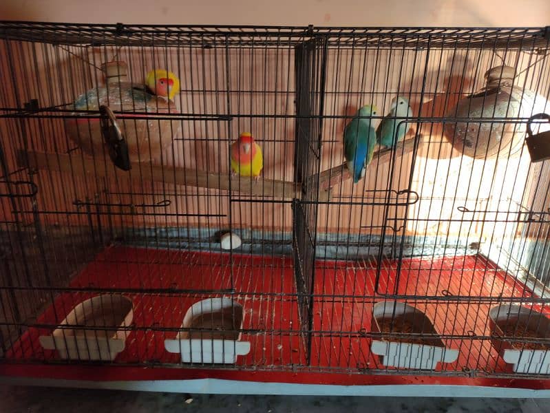 All Cage (Latino & Opaline African) 0