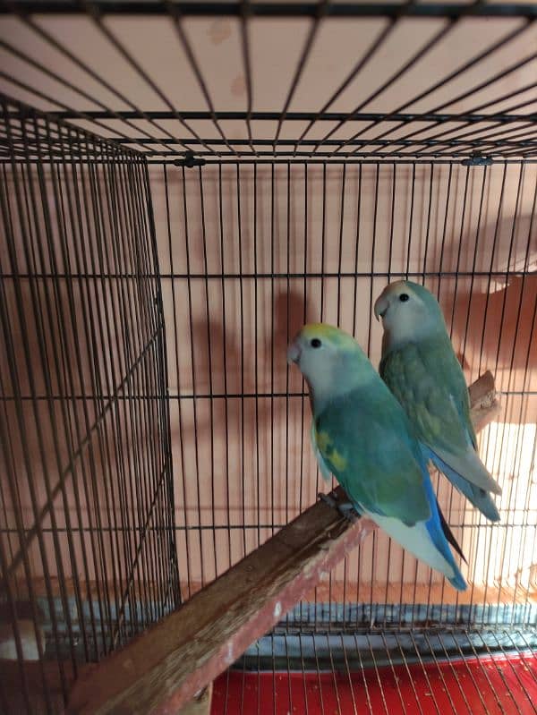 All Cage (Latino & Opaline African) 6