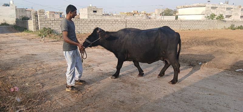 bakri bauffalo 1