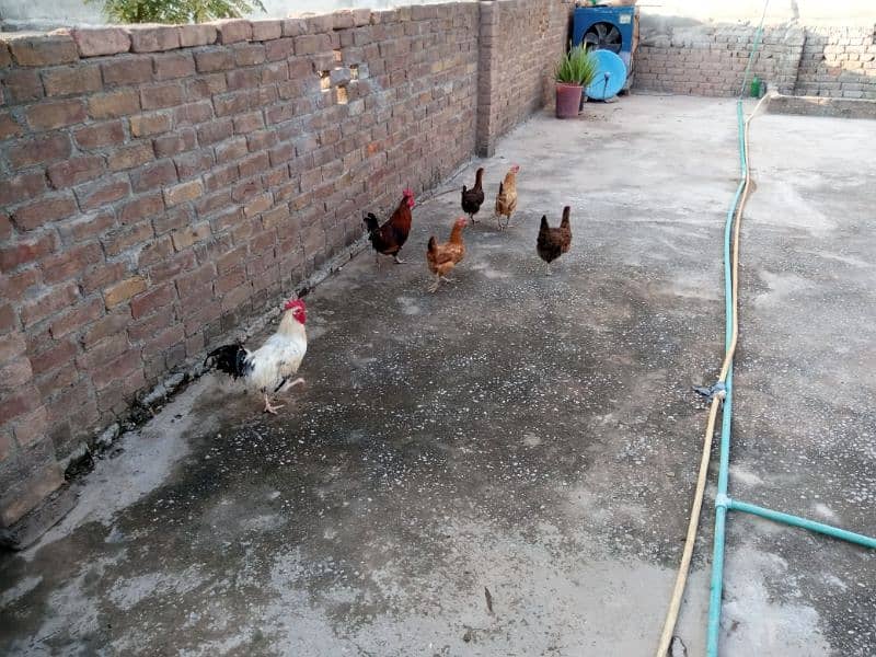 2 Cocks and 4 Hens for Sale (Cocks age 1.5years and Hens age 1 year) 0