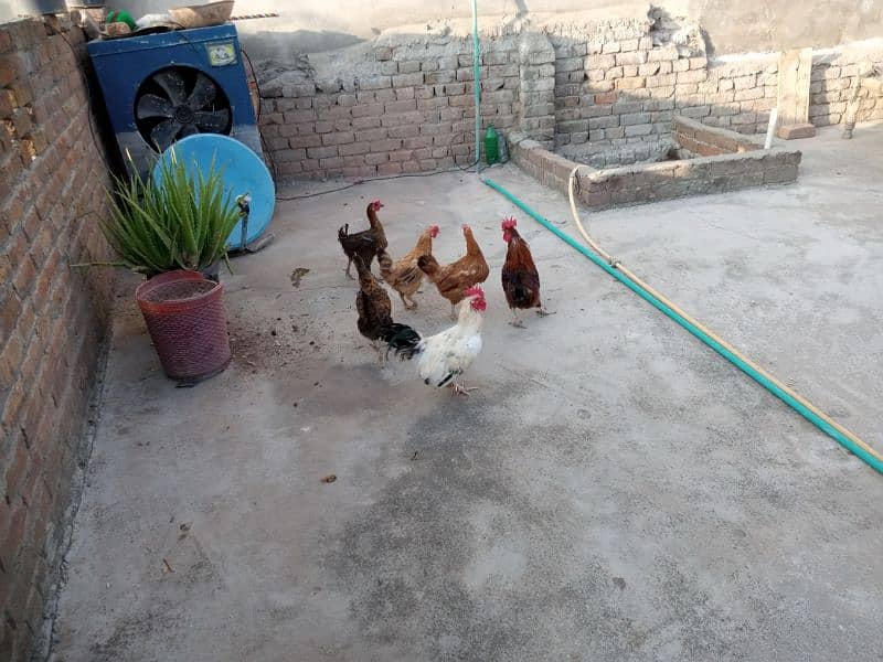 2 Cocks and 4 Hens for Sale (Cocks age 1.5years and Hens age 1 year) 1