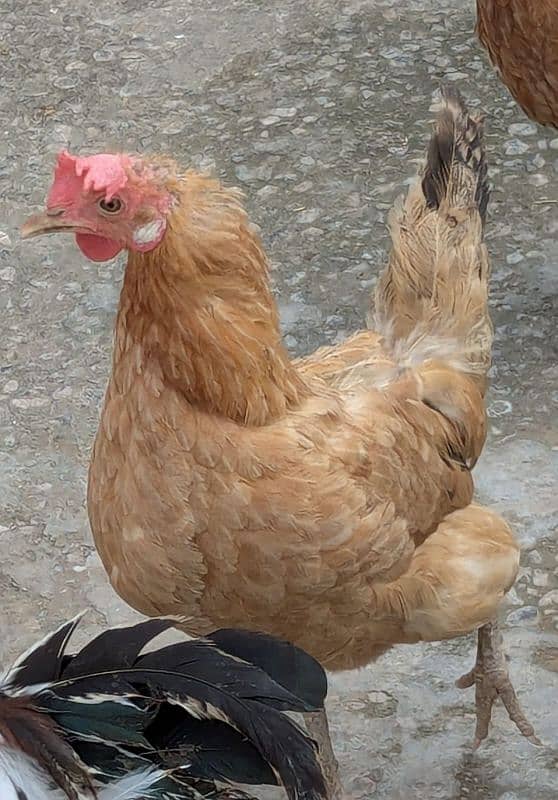 2 Cocks and 4 Hens for Sale (Cocks age 1.5years and Hens age 1 year) 2