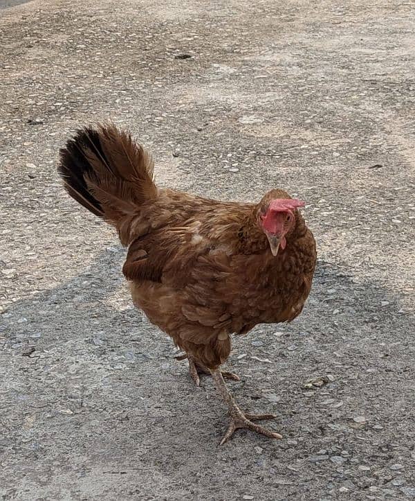 2 Cocks and 4 Hens for Sale (Cocks age 1.5years and Hens age 1 year) 3