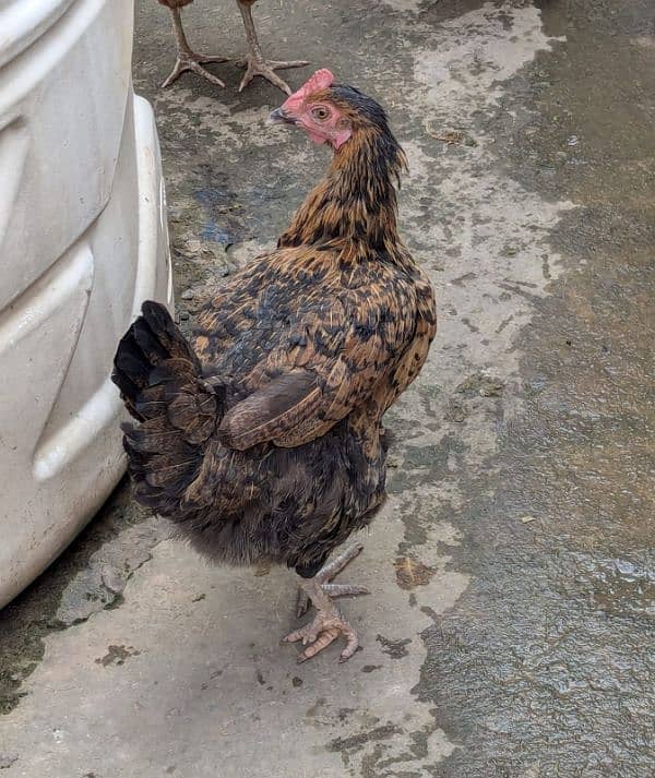 2 Cocks and 4 Hens for Sale (Cocks age 1.5years and Hens age 1 year) 4