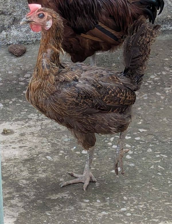 2 Cocks and 4 Hens for Sale (Cocks age 1.5years and Hens age 1 year) 5