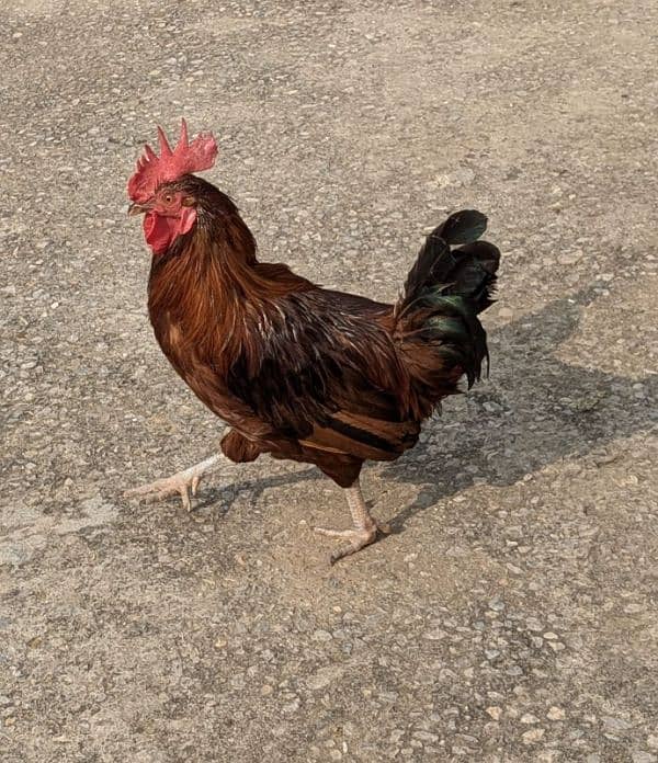 2 Cocks and 4 Hens for Sale (Cocks age 1.5years and Hens age 1 year) 6