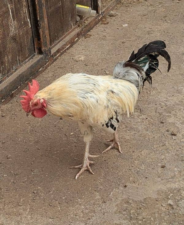 2 Cocks and 4 Hens for Sale (Cocks age 1.5years and Hens age 1 year) 7