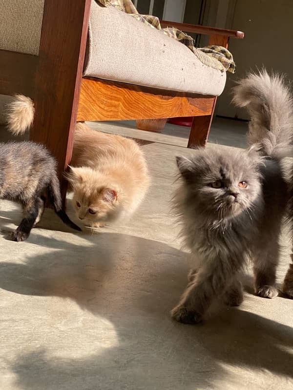 persian kittens and persian cats for sale 8