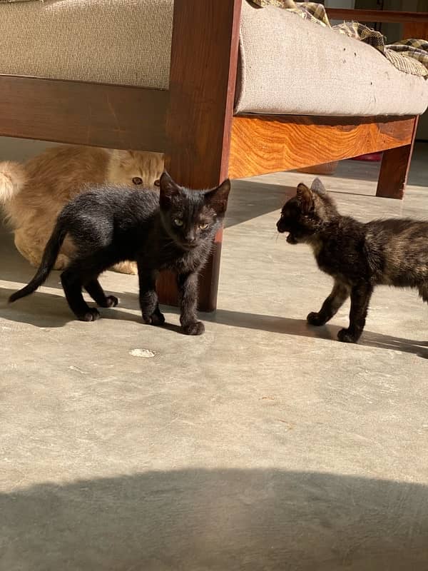 persian kittens and persian cats for sale 9