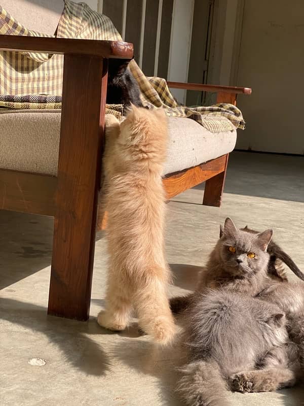 persian kittens and persian cats for sale 10