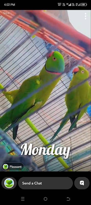 2 year pair parrot 0