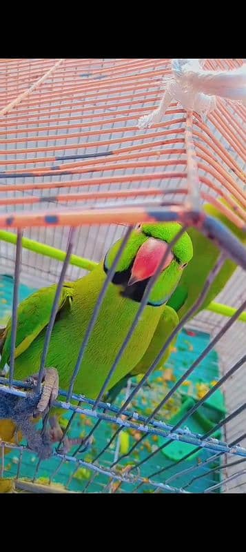 2 year pair parrot 1