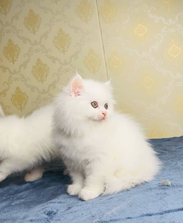 Persian/cats/kittens/Babies/ Available for sale 1