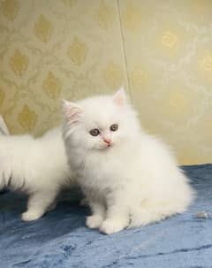 Persian/cats/kittens/Babies/ Available for sale