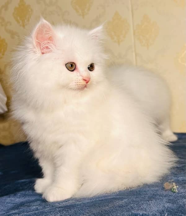 Persian/cats/kittens/Babies/ Available for sale 3