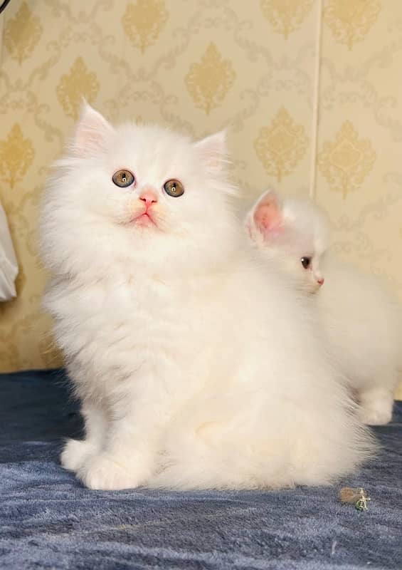 Persian/cats/kittens/Babies/ Available for sale 4