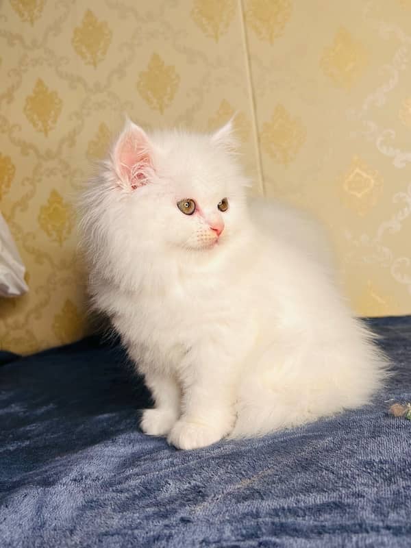 Persian/cats/kittens/Babies/ Available for sale 6