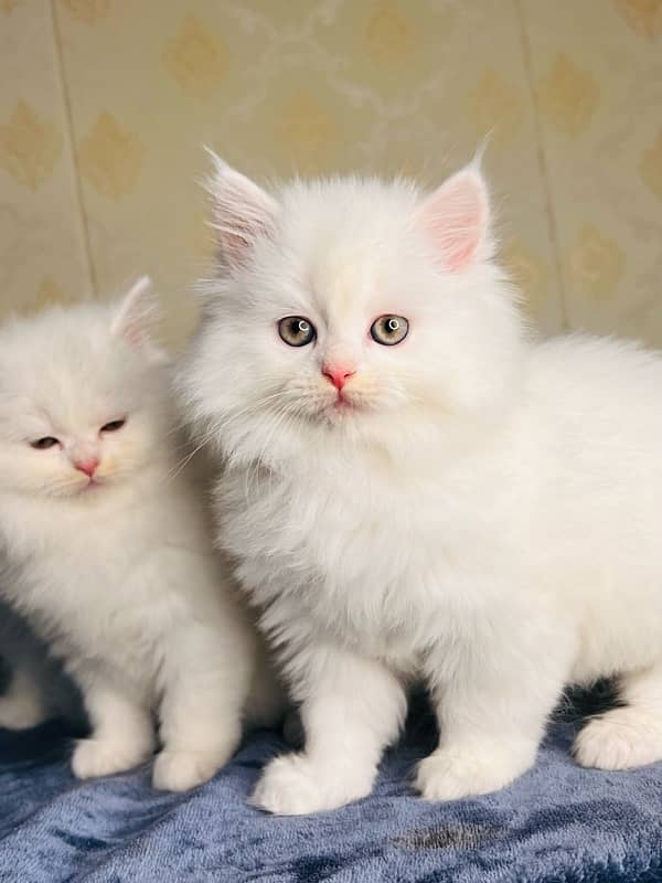 Persian/cats/kittens/Babies/ Available for sale 8