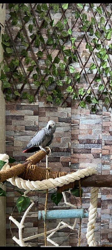 African Grey Parrot / Gray Parrot / Congo Grey Parrot 1