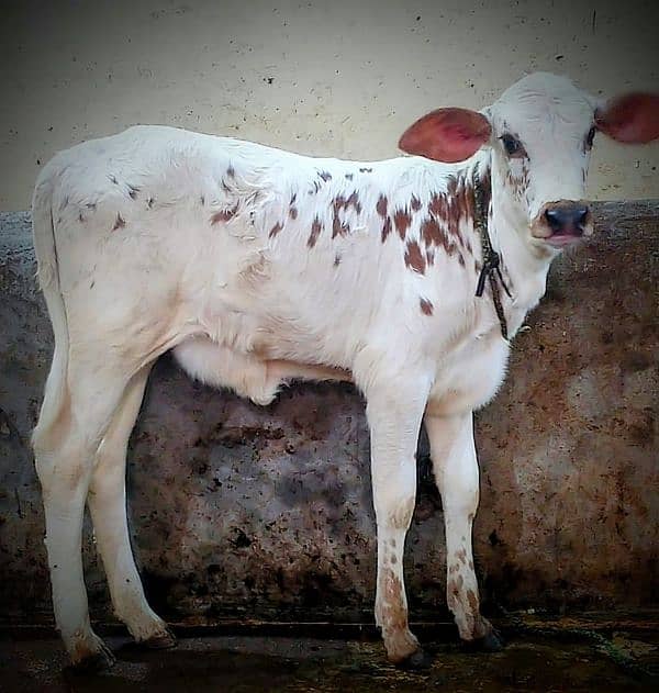 cow for sell 1