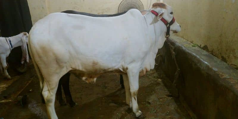 cow for sell 3