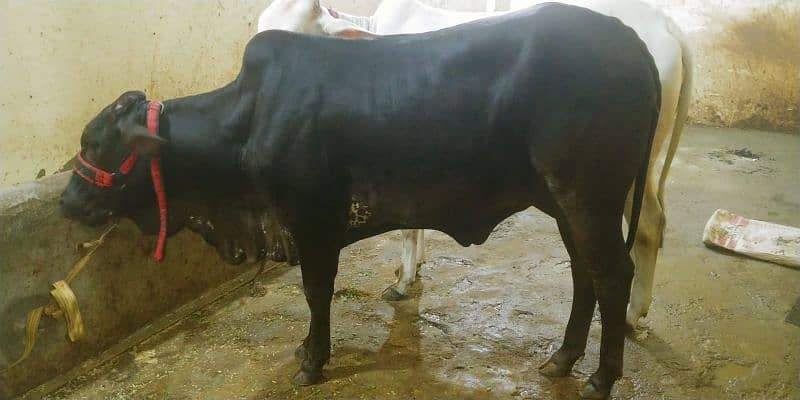 cow for sell 4