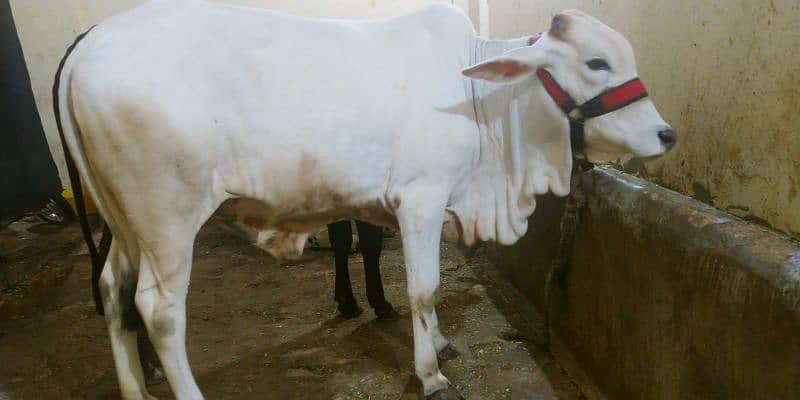 cow for sell 5