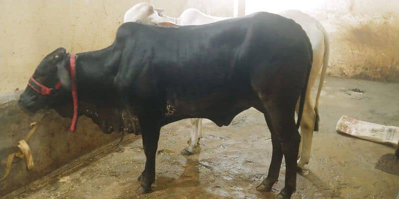 cow for sell 6