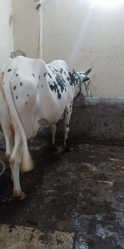 cow for sell 8