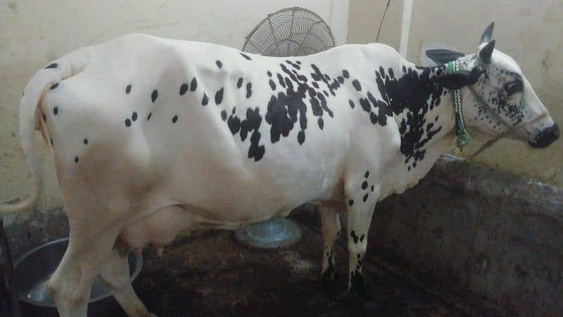 cow for sell 10