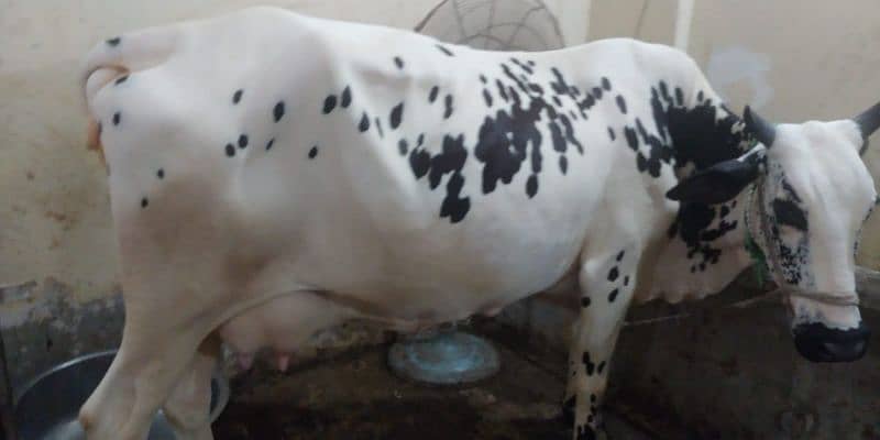 cow for sell 11