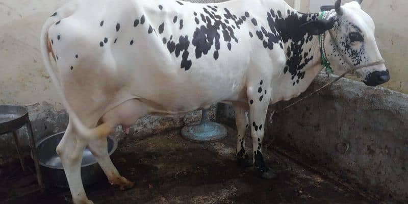 cow for sell 12