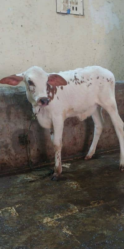 cow for sell 13