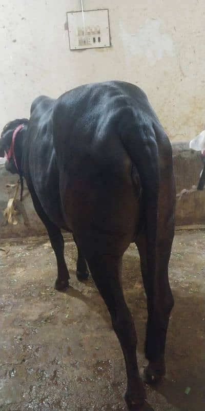 cow for sell 14