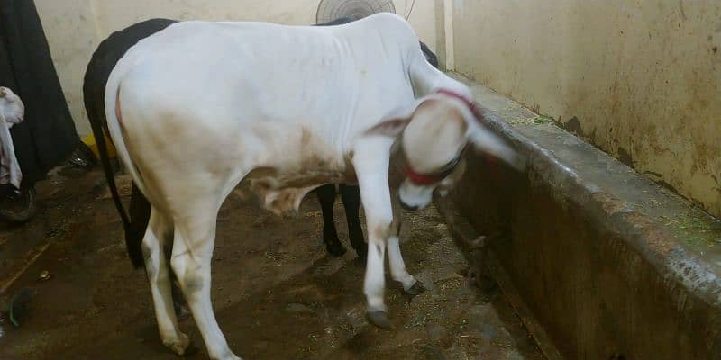 cow for sell 16