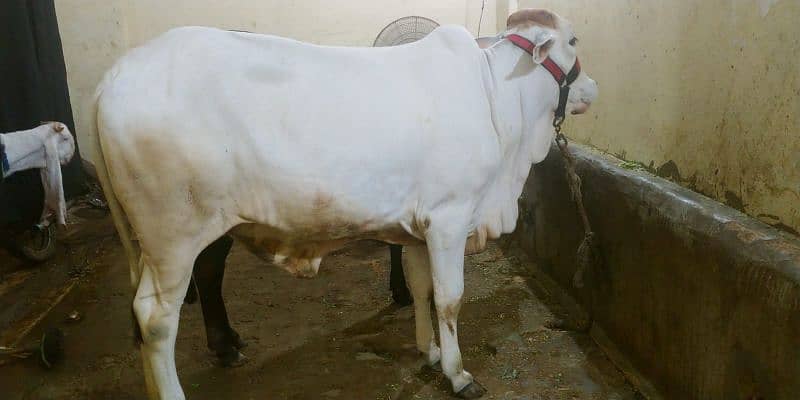 cow for sell 17